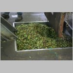 181 Die Oliven werden entladen, gewaschen....JPG